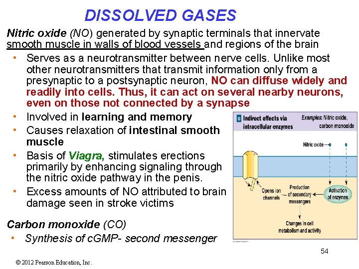 DISSOLVED GASES Nitric oxide (NO) generated by synaptic terminals that innervate smooth muscle in DISSOLVED GASES Nitric oxide (NO) generated by synaptic terminals that innervate smooth muscle in