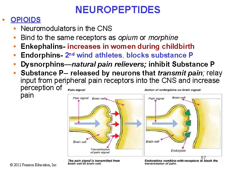 NEUROPEPTIDES • OPIOIDS • Neuromodulators in the CNS • Bind to the same receptors NEUROPEPTIDES • OPIOIDS • Neuromodulators in the CNS • Bind to the same receptors