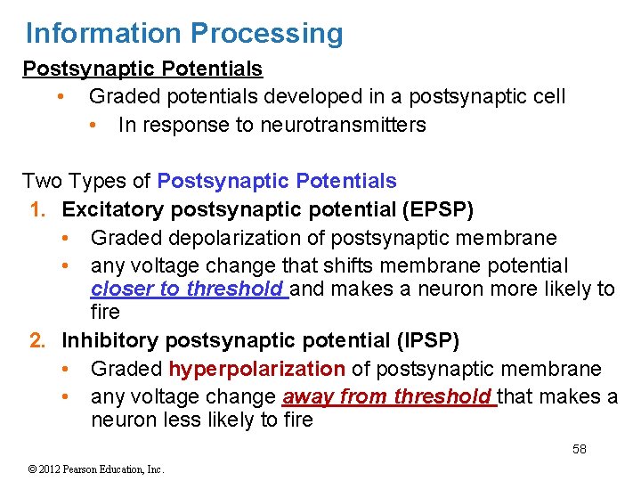 Information Processing Postsynaptic Potentials • Graded potentials developed in a postsynaptic cell • In Information Processing Postsynaptic Potentials • Graded potentials developed in a postsynaptic cell • In