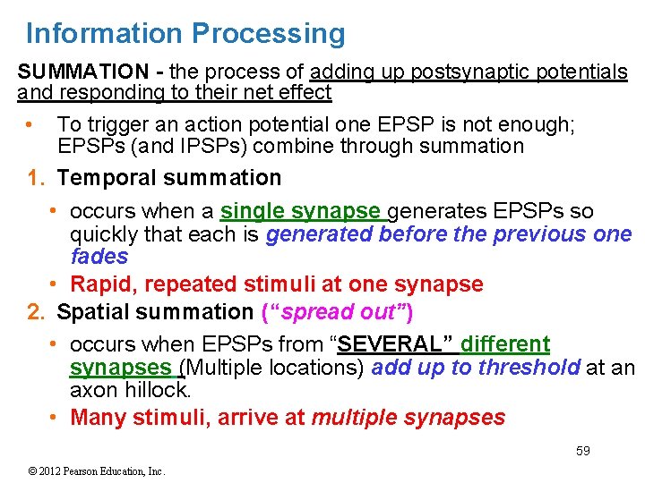 Information Processing SUMMATION - the process of adding up postsynaptic potentials and responding to Information Processing SUMMATION - the process of adding up postsynaptic potentials and responding to