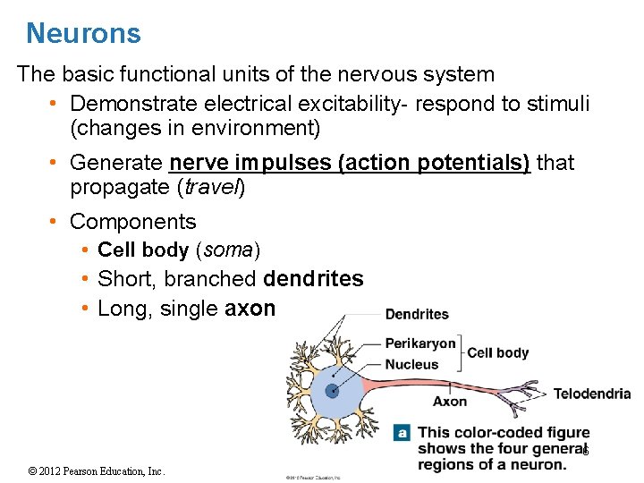 Neurons The basic functional units of the nervous system • Demonstrate electrical excitability- respond Neurons The basic functional units of the nervous system • Demonstrate electrical excitability- respond