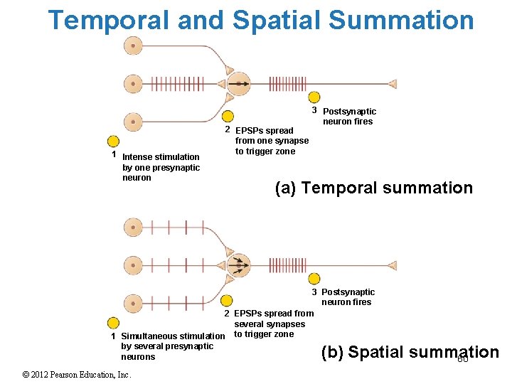 Temporal and Spatial Summation 1 Intense stimulation by one presynaptic neuron 2 EPSPs spread Temporal and Spatial Summation 1 Intense stimulation by one presynaptic neuron 2 EPSPs spread