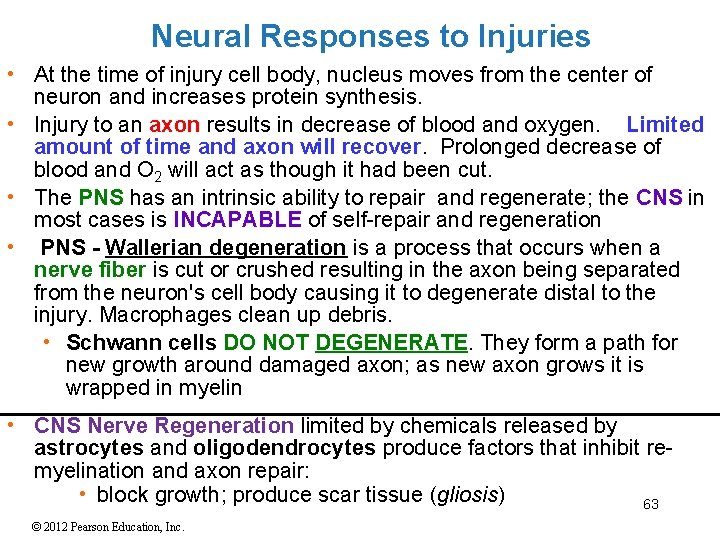 Neural Responses to Injuries • At the time of injury cell body, nucleus moves Neural Responses to Injuries • At the time of injury cell body, nucleus moves