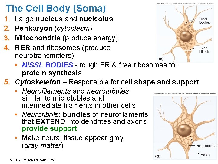 The Cell Body (Soma) 1. 2. 3. 4. Large nucleus and nucleolus Perikaryon (cytoplasm) The Cell Body (Soma) 1. 2. 3. 4. Large nucleus and nucleolus Perikaryon (cytoplasm)
