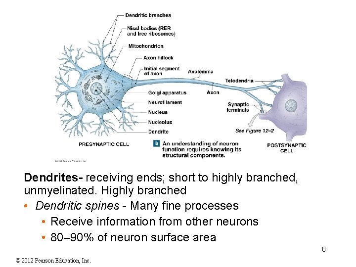 Dendrites- receiving ends; short to highly branched, unmyelinated. Highly branched • Dendritic spines - Dendrites- receiving ends; short to highly branched, unmyelinated. Highly branched • Dendritic spines -
