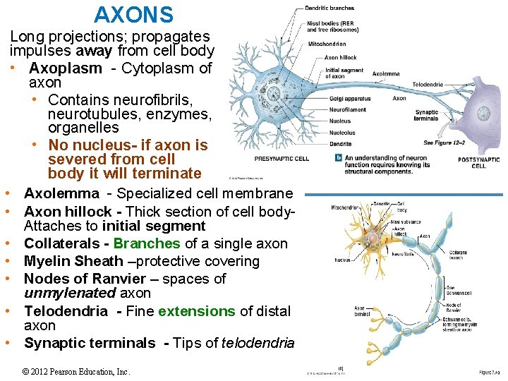 AXONS Long projections; propagates impulses away from cell body • Axoplasm - Cytoplasm of AXONS Long projections; propagates impulses away from cell body • Axoplasm - Cytoplasm of