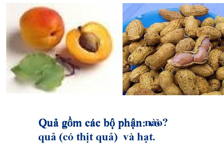 phận nào? Quả gồm các bộ phận: vỏ quả (có thịt quả) và hạt.