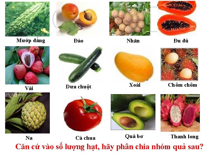 Mướp đắng Đào Nhãn Đu đủ Vải Dưa chuột Xoài Chôm chôm Quả bơ