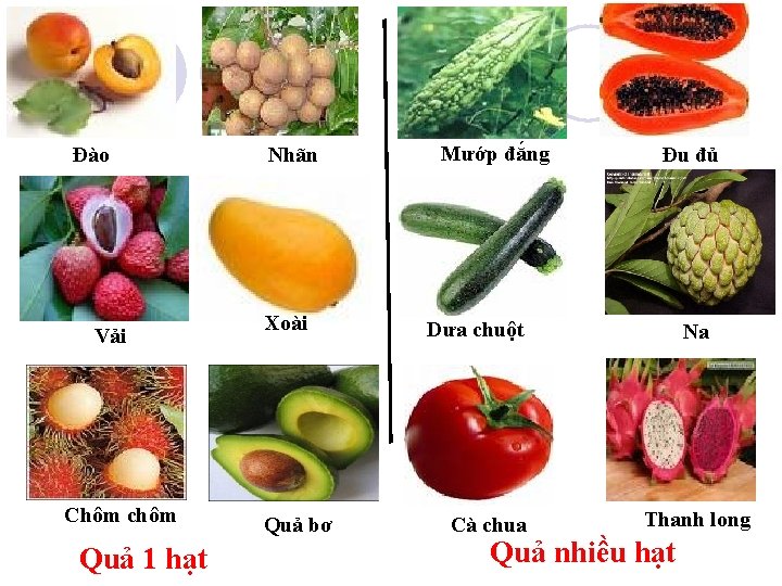 Đào Vải Chôm chôm Quả 1 hạt Nhãn Xoài Quả bơ Mướp đắng Đu