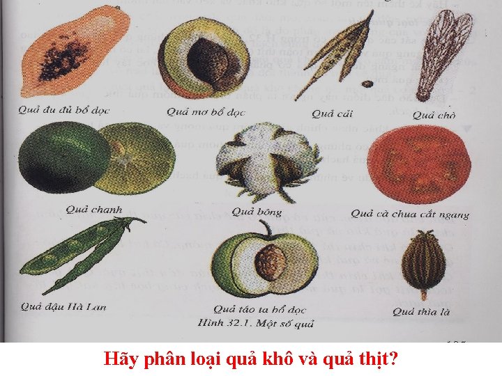 Hãy phân loại quả khô và quả thịt? 