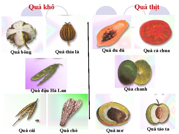 Quả khô Quả bông Quả thịt Quả thìa là Quả đu đủ Qủa chanh