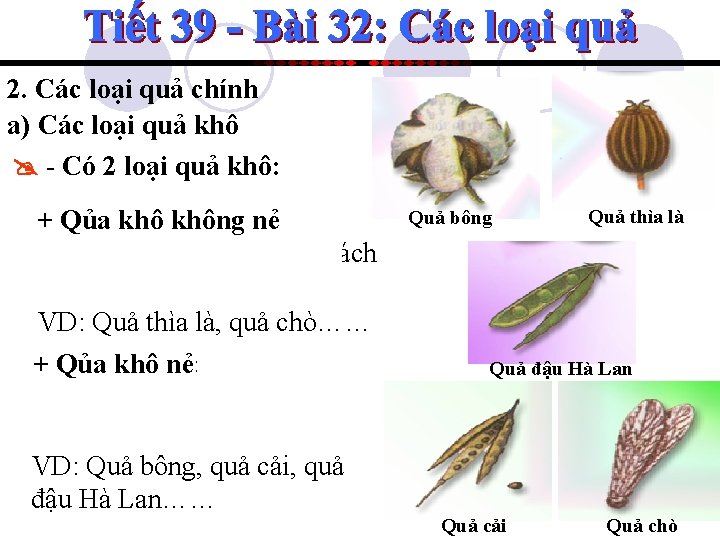 2. Các loại quả chính a) Các loại quả khô - Có 2 loại