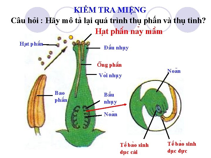 KIỂM TRA MIỆNG Câu hỏi : Hãy mô tả lại quá trình thụ phấn