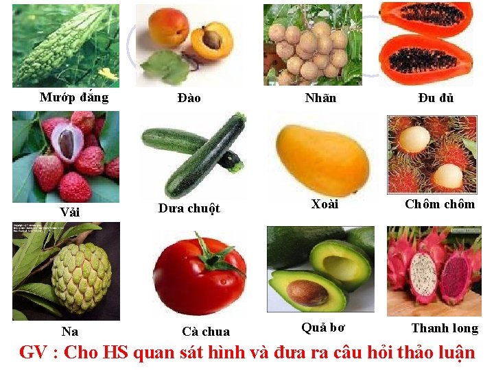 Mướp đắng Đào Nhãn Đu đủ Vải Dưa chuột Xoài Chôm chôm Quả bơ