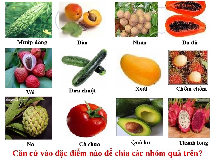 Mướp đắng Đào Nhãn Đu đủ Vải Dưa chuột Xoài Chôm chôm Quả bơ