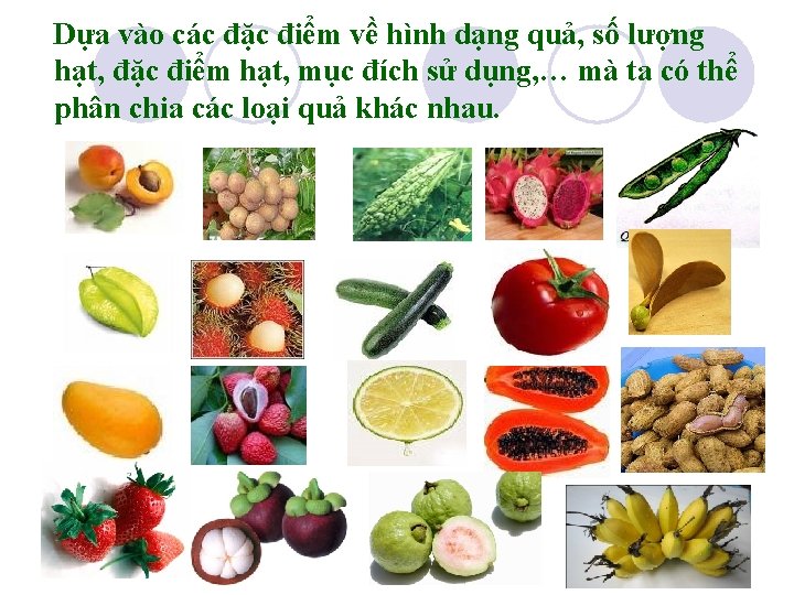 Dựa vào các đặc điểm về hình dạng quả, số lượng hạt, đặc điểm