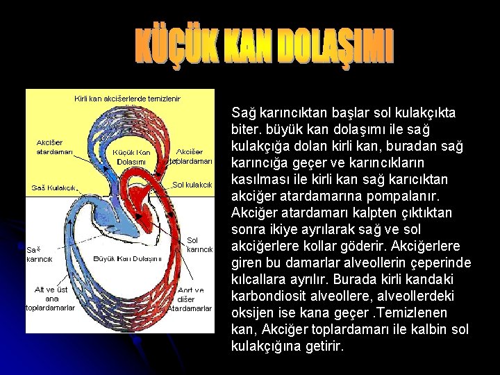 Sağ karıncıktan başlar sol kulakçıkta biter. büyük kan dolaşımı ile sağ kulakçığa dolan kirli