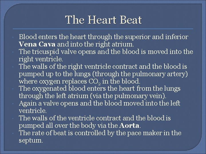 The Heart Beat Blood enters the heart through the superior and inferior Vena Cava