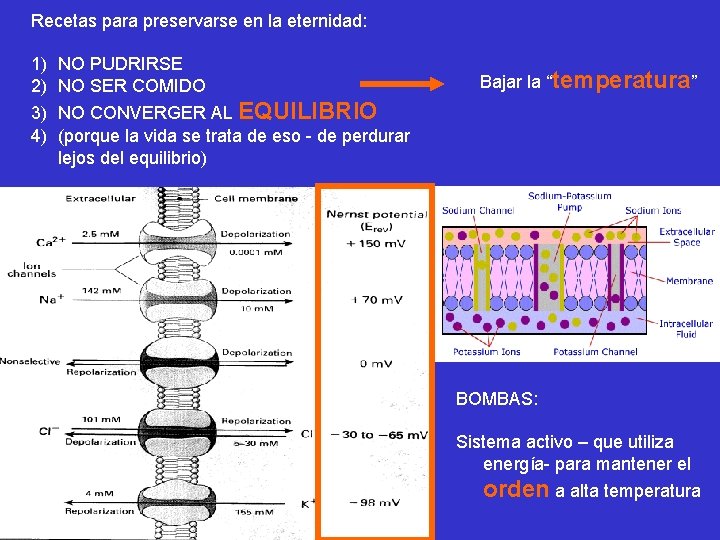 Recetas para preservarse en la eternidad: 1) 2) 3) 4) NO PUDRIRSE NO SER