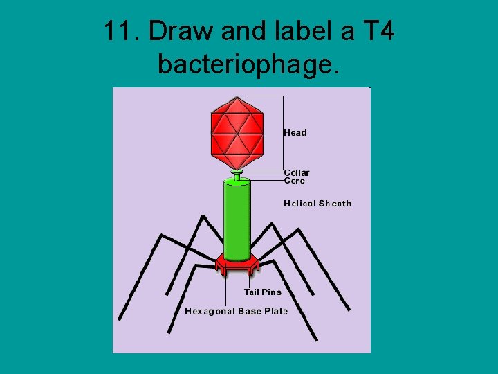 11. Draw and label a T 4 bacteriophage. 