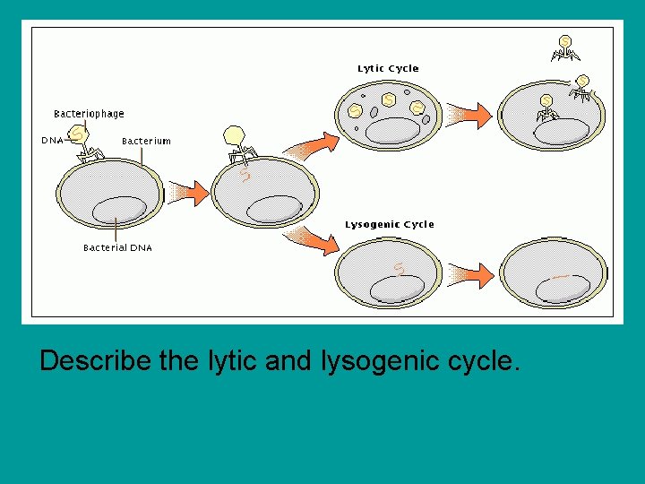 Describe the lytic and lysogenic cycle. 