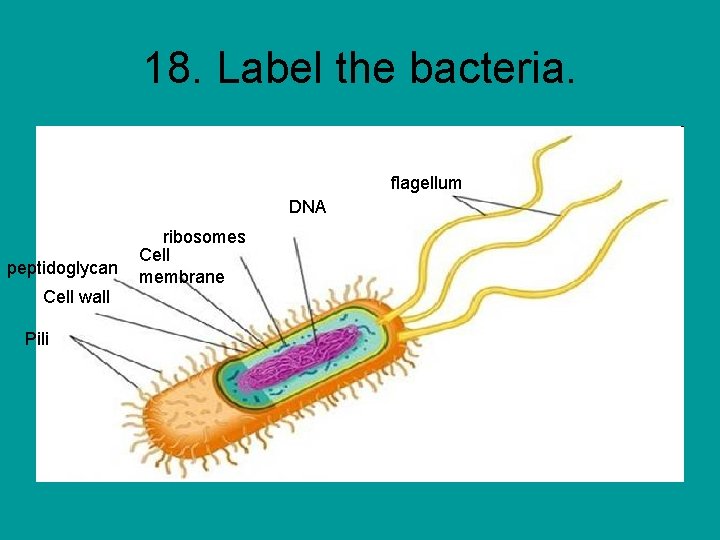 18. Label the bacteria. flagellum DNA peptidoglycan Cell wall Pili ribosomes Cell membrane 