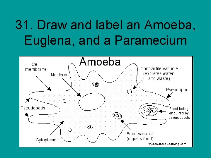 31. Draw and label an Amoeba, Euglena, and a Paramecium 