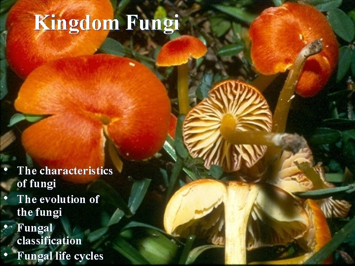 Kingdom Fungi • • The characteristics of fungi The evolution of the fungi Fungal