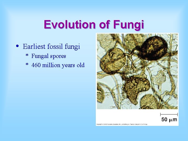 Evolution of Fungi • Earliest fossil fungi * Fungal spores * 460 million years