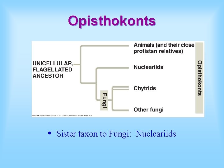 Opisthokonts • Sister taxon to Fungi: Nucleariids 