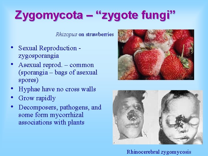 Zygomycota – “zygote fungi” Rhizopus on strawberries • • • Sexual Reproduction - zygosporangia