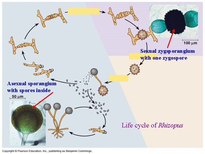 Sexual zygsporangium with one zygospore Asexual sporangium with spores inside Life cycle of Rhizopus