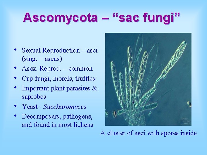 Ascomycota – “sac fungi” • • • Sexual Reproduction – asci (sing. = ascus)