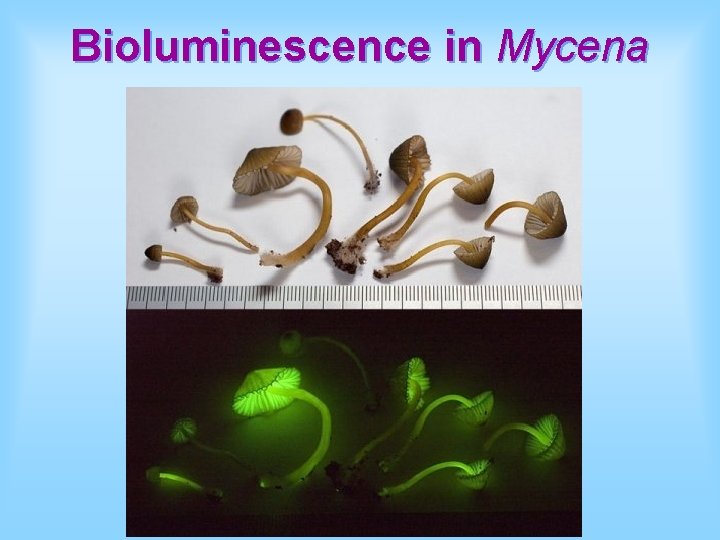 Bioluminescence in Mycena 
