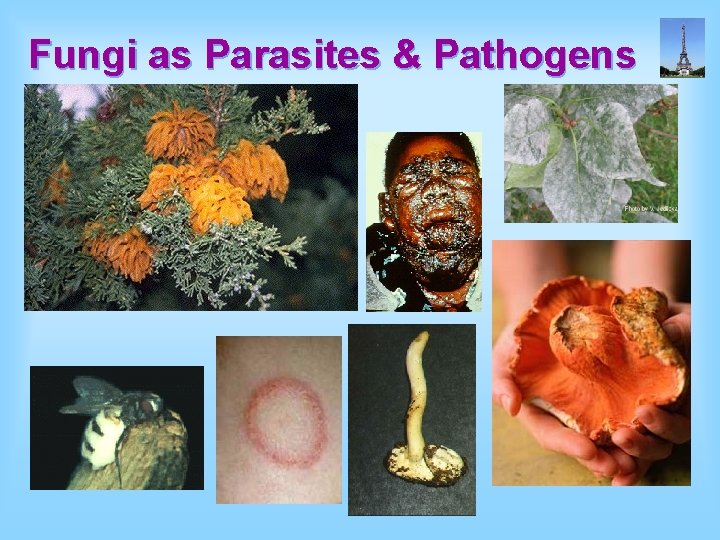 Fungi as Parasites & Pathogens 