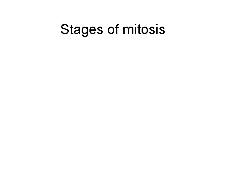 Stages of mitosis 