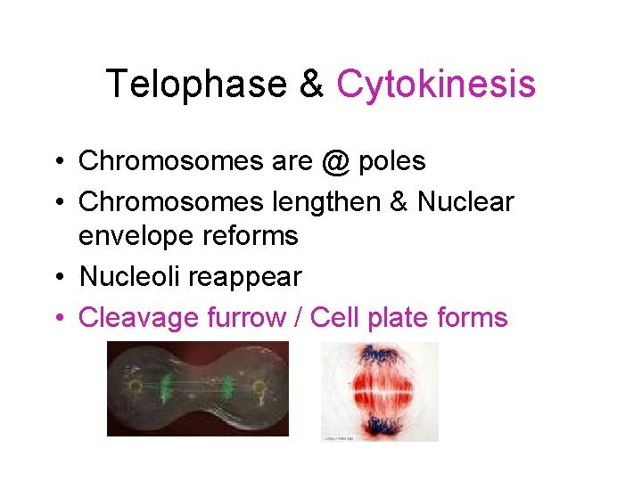 Telophase & Cytokinesis • Chromosomes are @ poles • Chromosomes lengthen & Nuclear envelope
