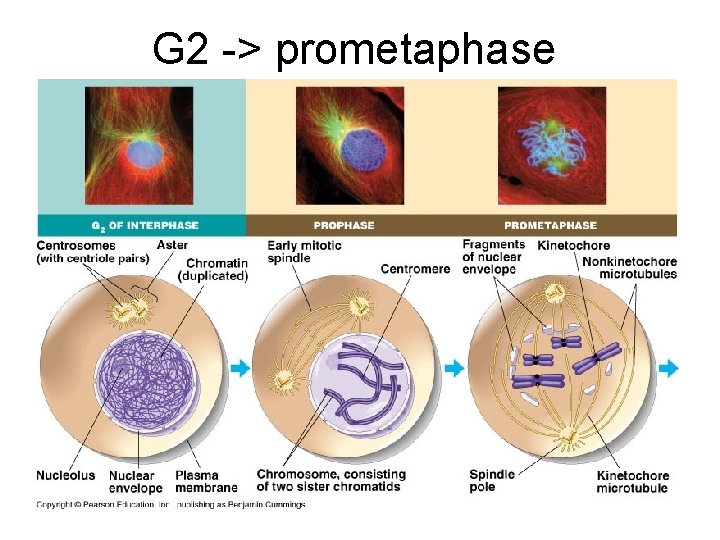 G 2 -> prometaphase 