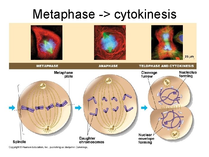 Metaphase -> cytokinesis 