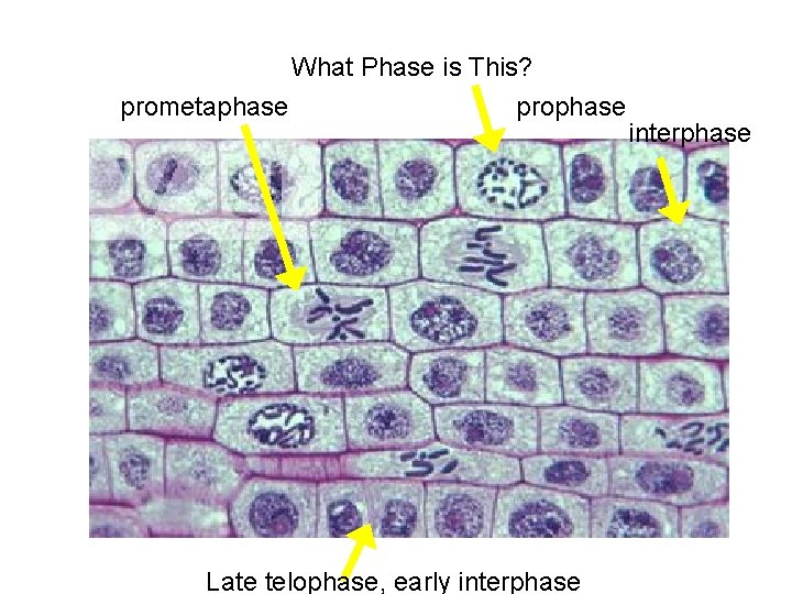 What Phase is This? prometaphase prophase Late telophase, early interphase 