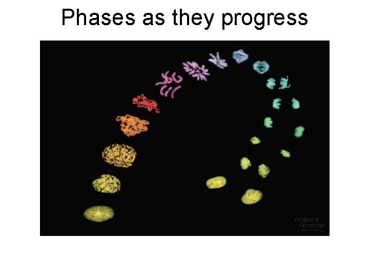 Phases as they progress 
