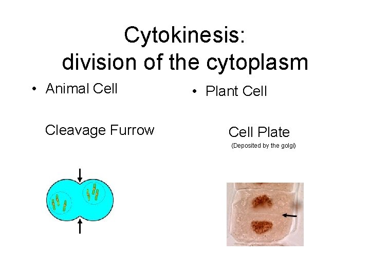 Cytokinesis: division of the cytoplasm • Animal Cell Cleavage Furrow • Plant Cell Plate