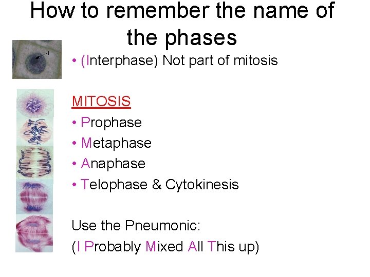 How to remember the name of the phases • (Interphase) Not part of mitosis