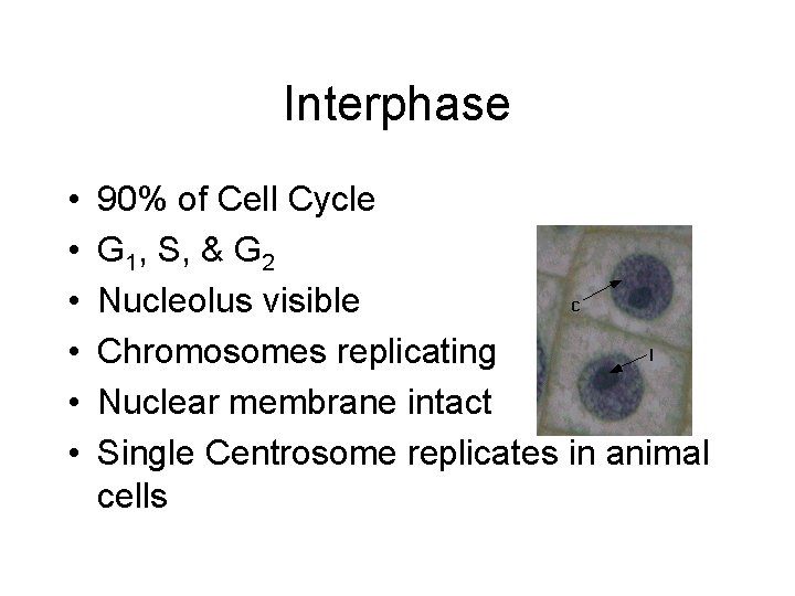 Interphase • • • 90% of Cell Cycle G 1, S, & G 2