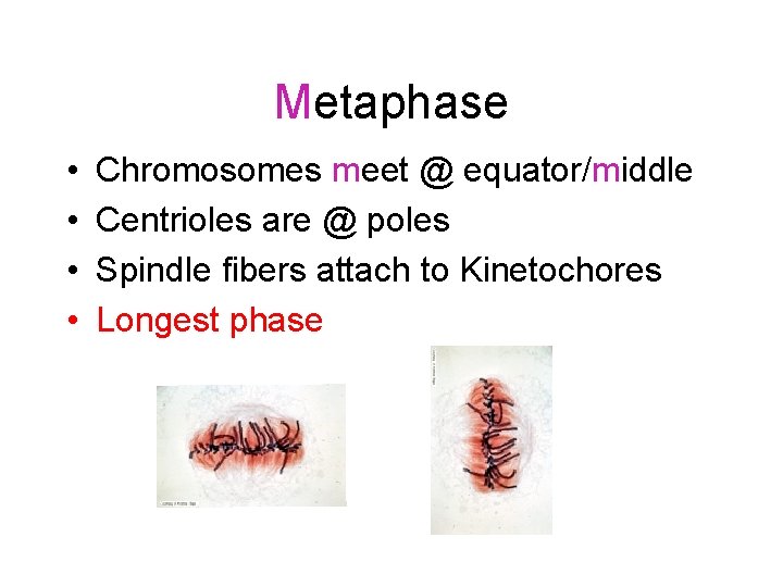 Metaphase • • Chromosomes meet @ equator/middle Centrioles are @ poles Spindle fibers attach