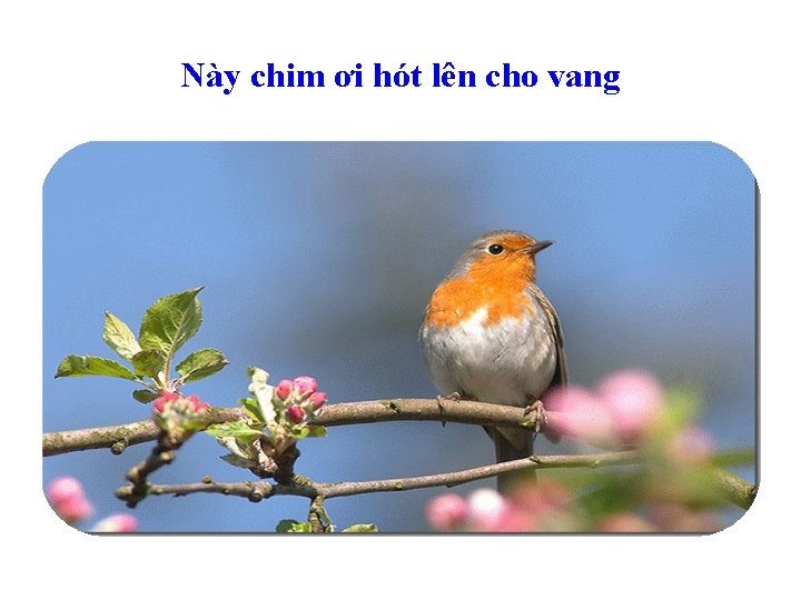 Này chim ơi hót lên cho vang 