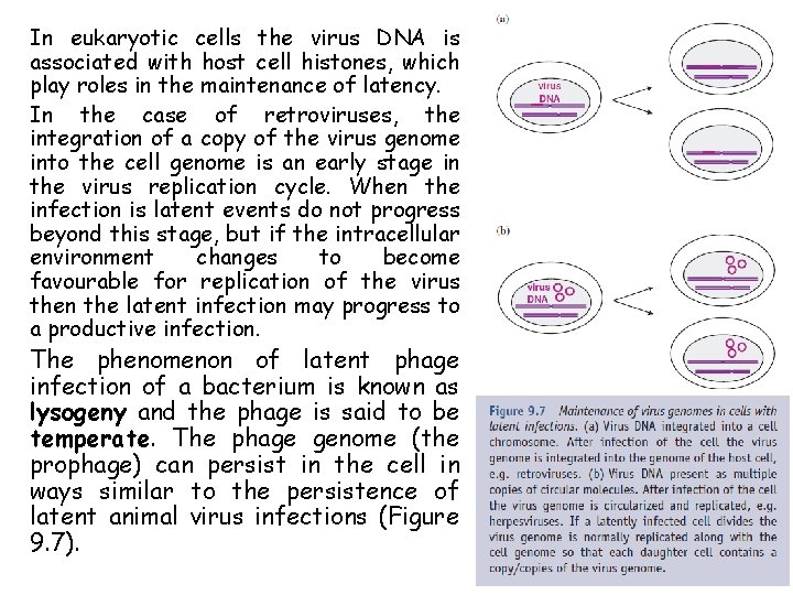 In eukaryotic cells the virus DNA is associated with host cell histones, which play