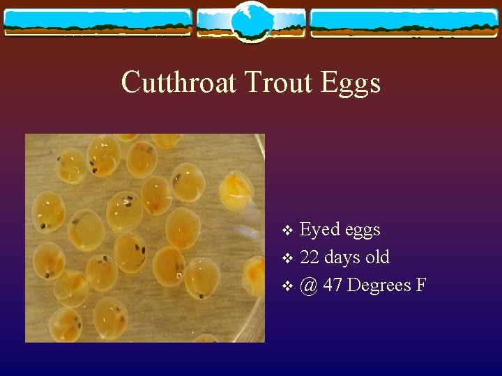 Cutthroat Trout Eggs Eyed eggs v 22 days old v @ 47 Degrees F