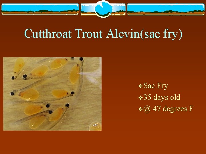 Cutthroat Trout Alevin(sac fry) v. Sac Fry v 35 days old v@ 47 degrees