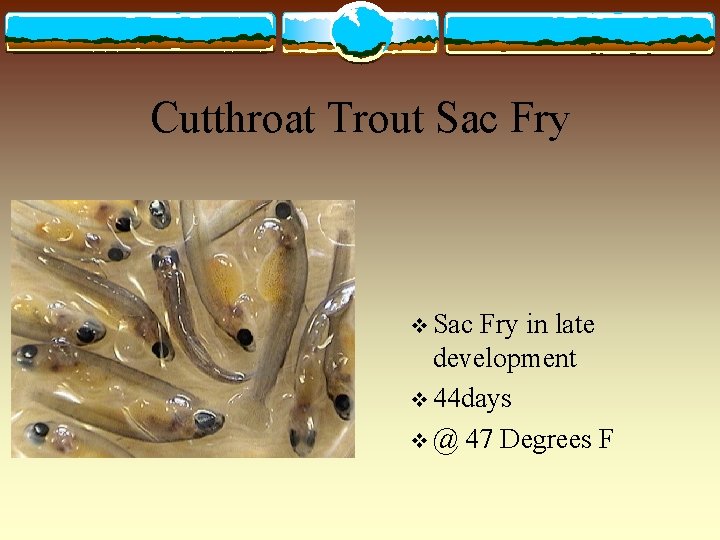 Cutthroat Trout Sac Fry v Sac Fry in late development v 44 days v